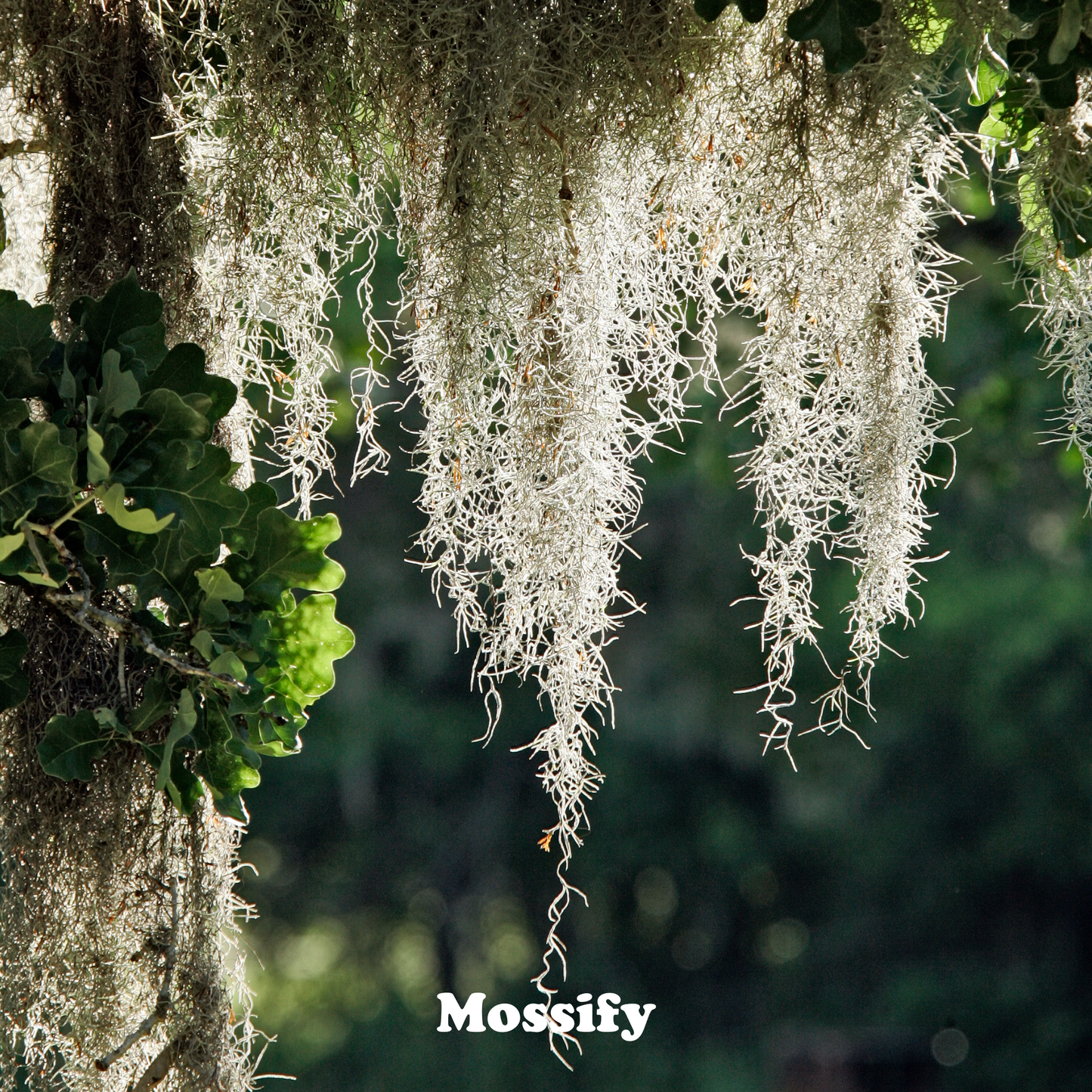 Premium Spanish Moss Mossify