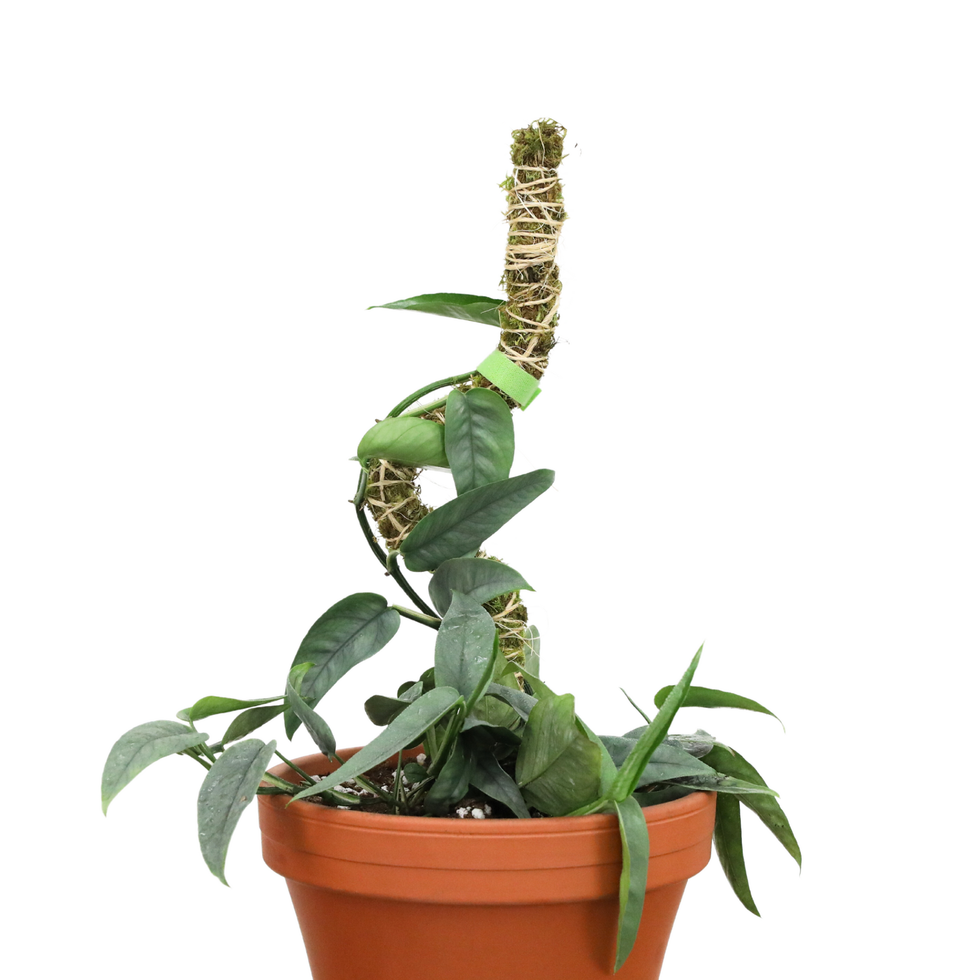 The Bendable Moss Pole™ 𝘛𝘏𝘐𝘕 Mossify