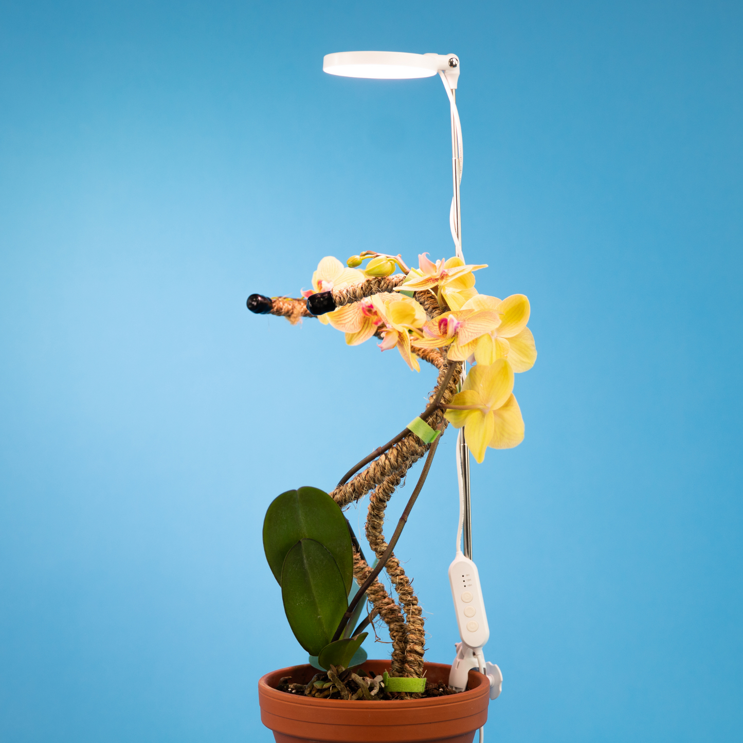 Lampe LED Ajustable pour Plantes – Mossify Mossify