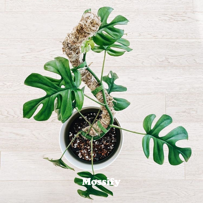 The Original Bendable Moss Pole™ - Best Seller (Pins Included) Mossify