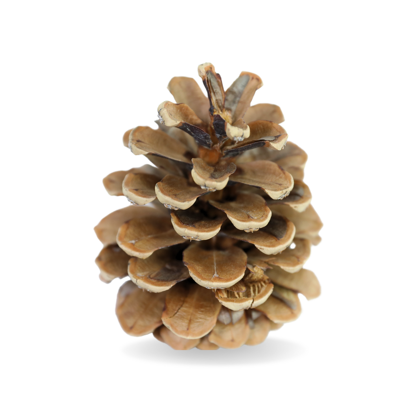 Pinecones - Natural & Frosted Mossify