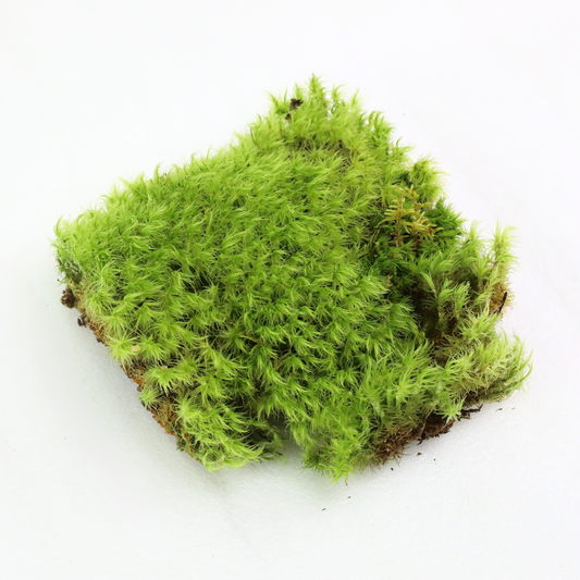 Mood Moss - Revita-Moss (Dicranum) Mossify