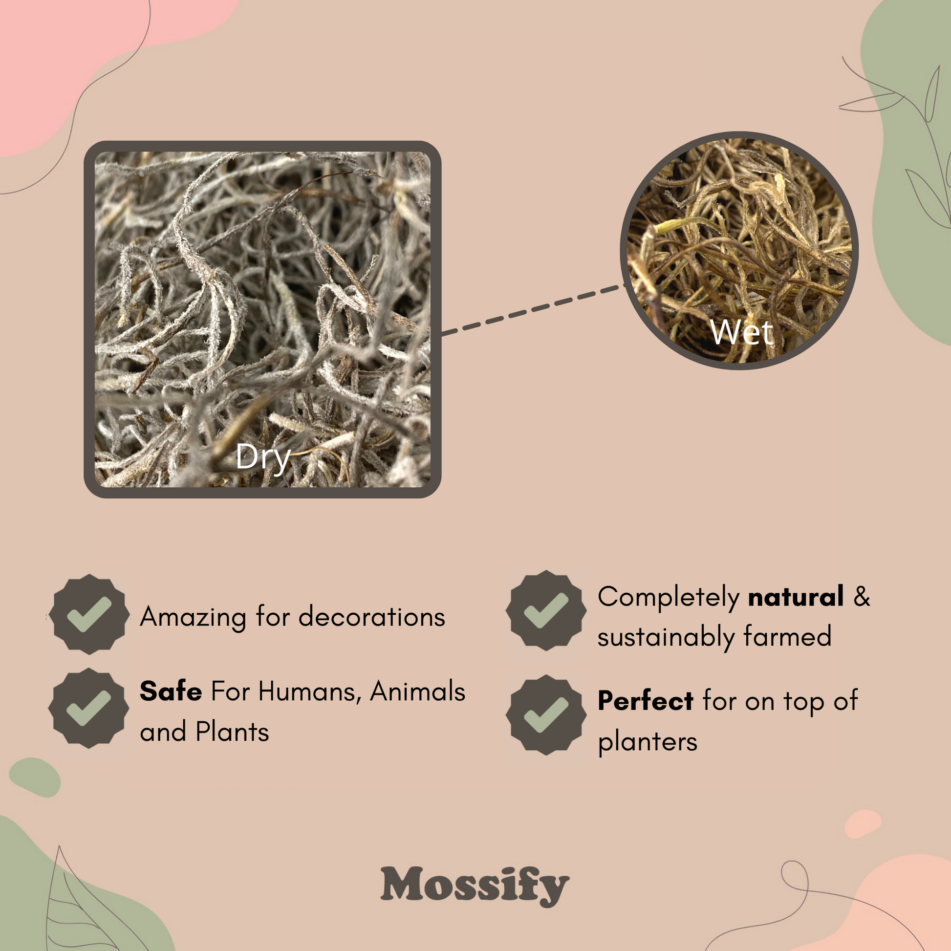 Premium Spanish Moss Mossify