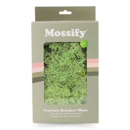 Premium Preserved Reindeer Moss Mossify