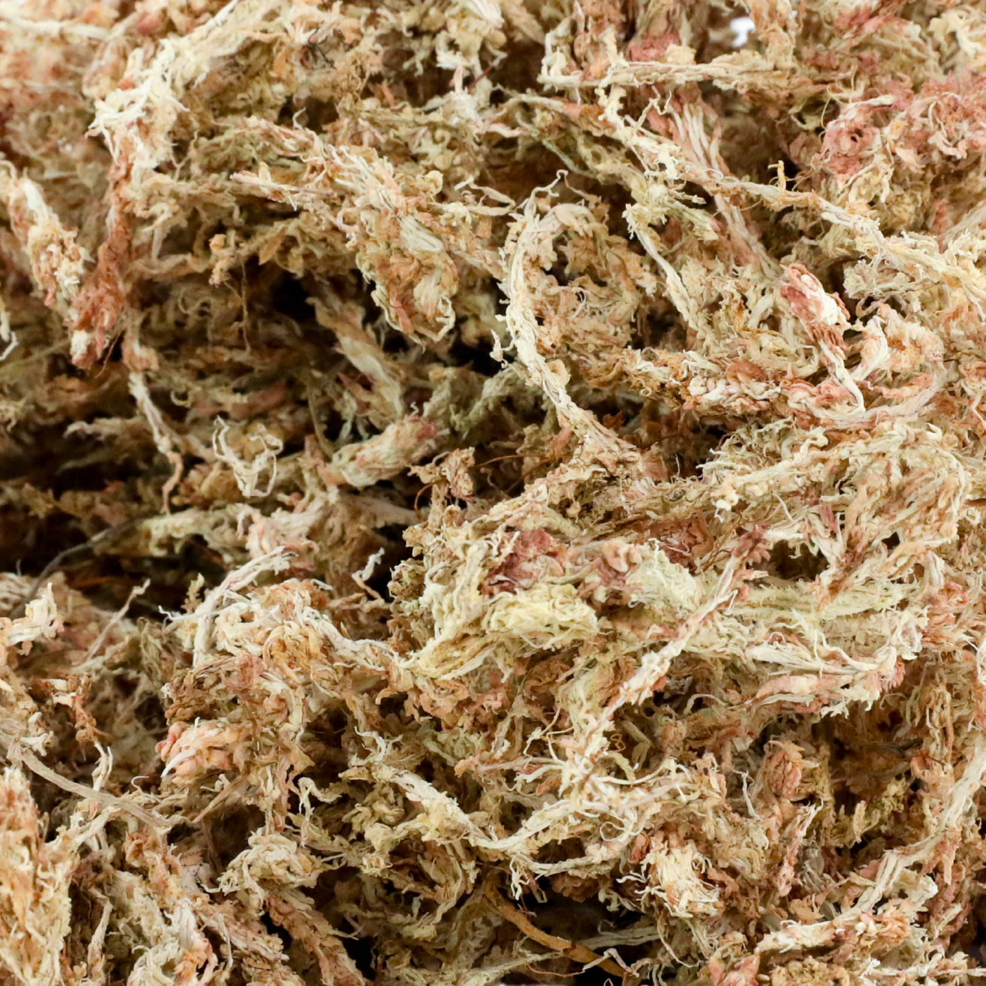 Premium Sphagnum Moss Mossify