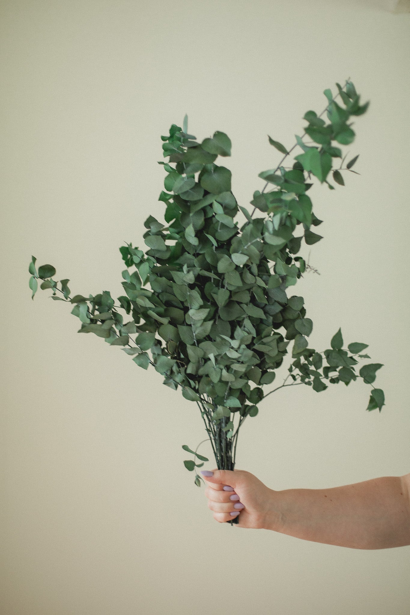 Italian Stuartana Eucalyptus Eucalypt Co.