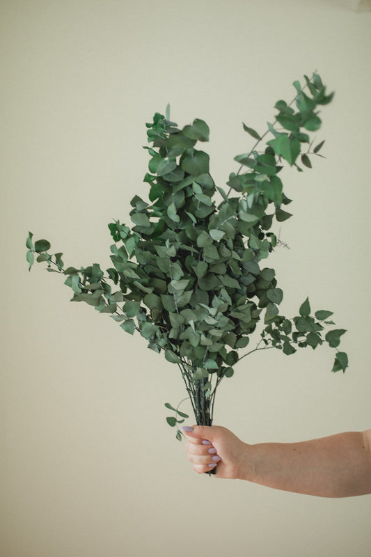 Italian Stuartana Eucalyptus Eucalypt Co.