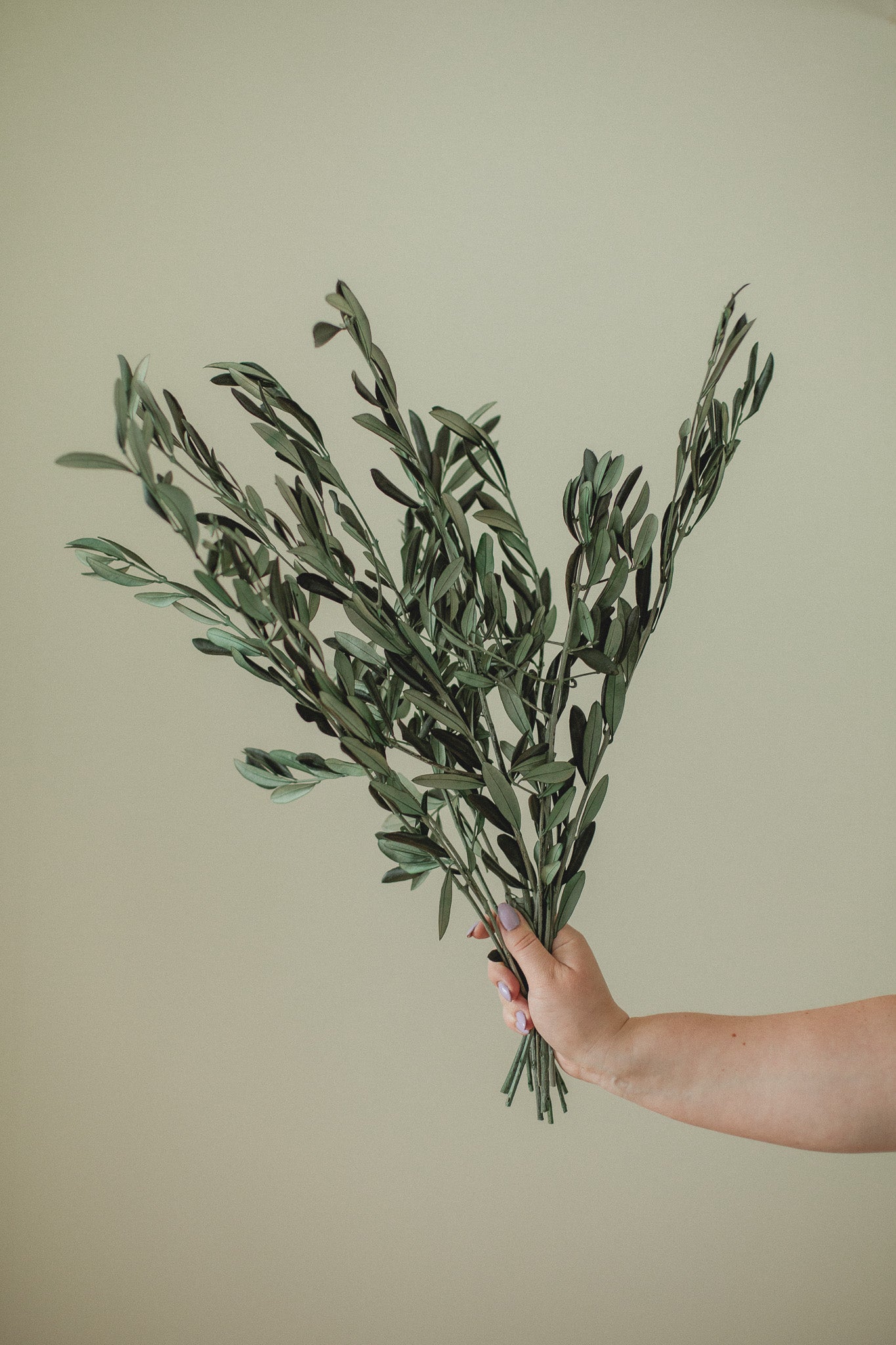 Italian Olive Stems Eucalypt Co.