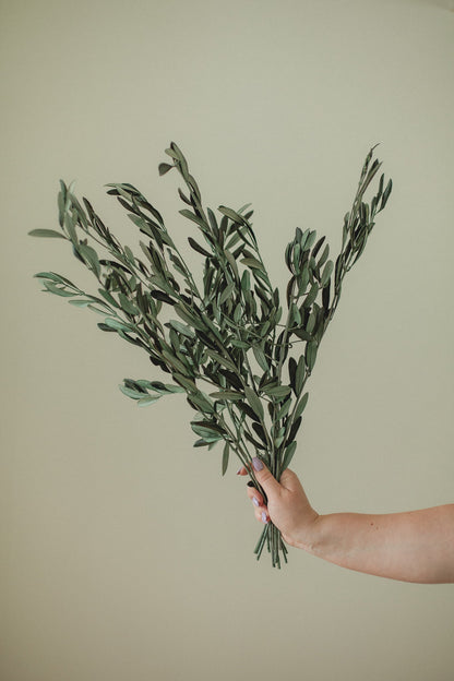 Italian Olive Stems Eucalypt Co.