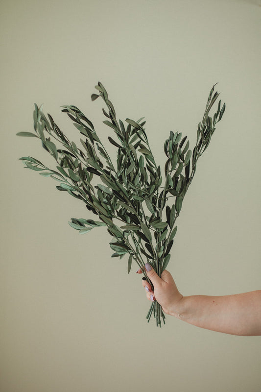 Italian Olive Stems Eucalypt Co.