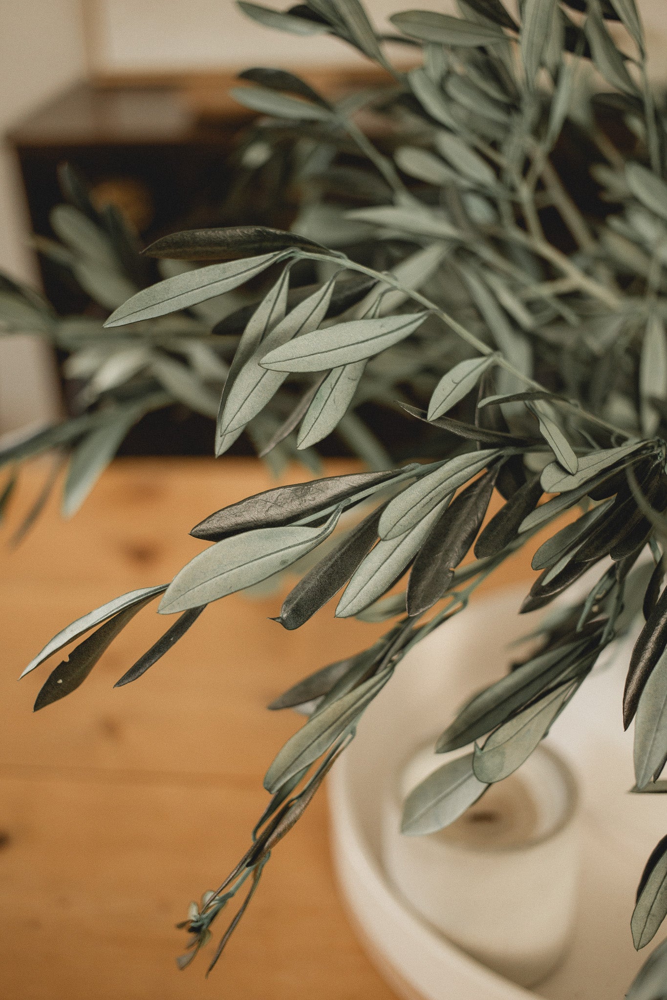 Italian Olive Stems Eucalypt Co.