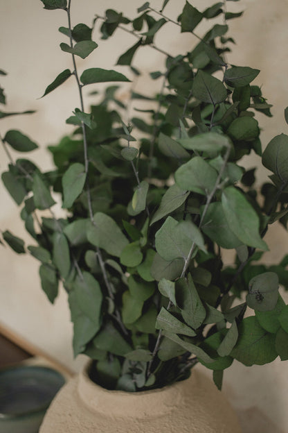 Italian Stuartana Eucalyptus Eucalypt Co.