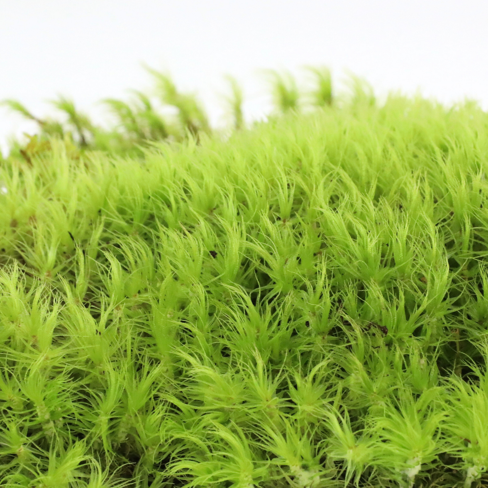 Mood Moss - Revita-Moss (Dicranum) Mossify