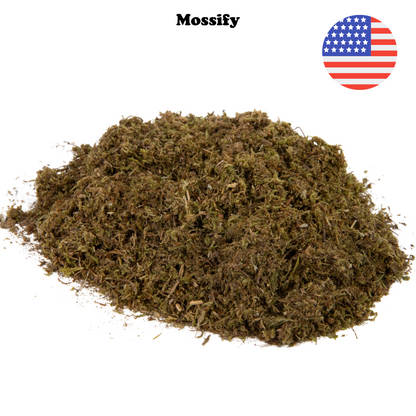 Growable Moss for the Shade Mossify