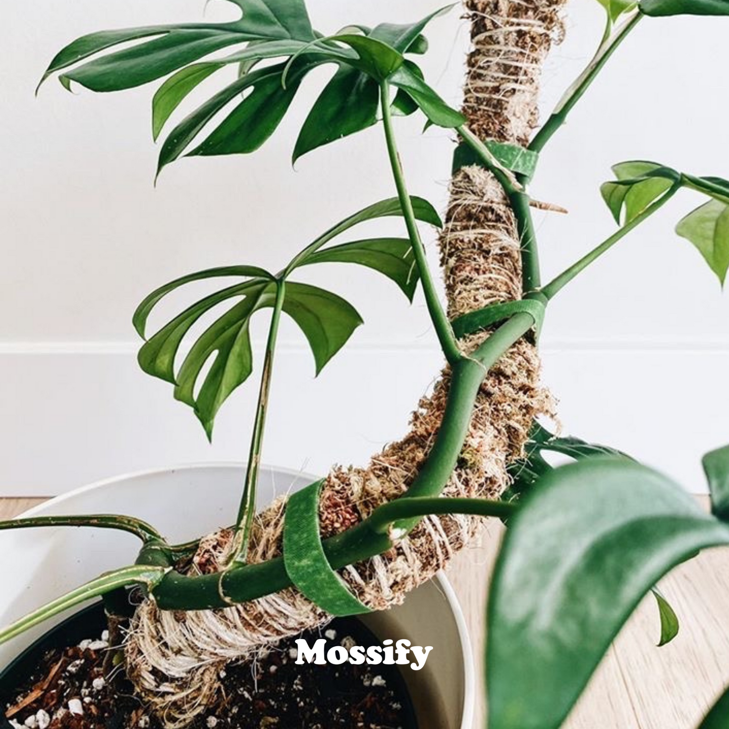 The Original Bendable Moss Pole™ - Best Seller (Pins Included) Mossify