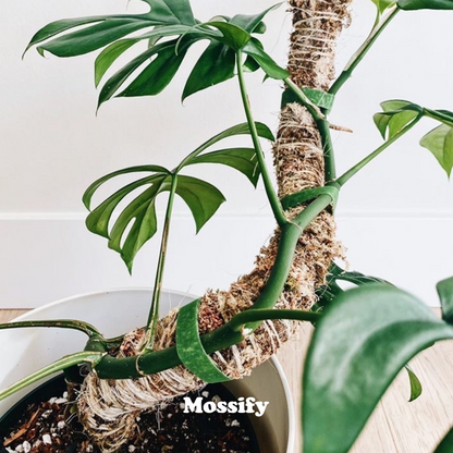 The Original Bendable Moss Pole™ - Best Seller (Pins Included) Mossify