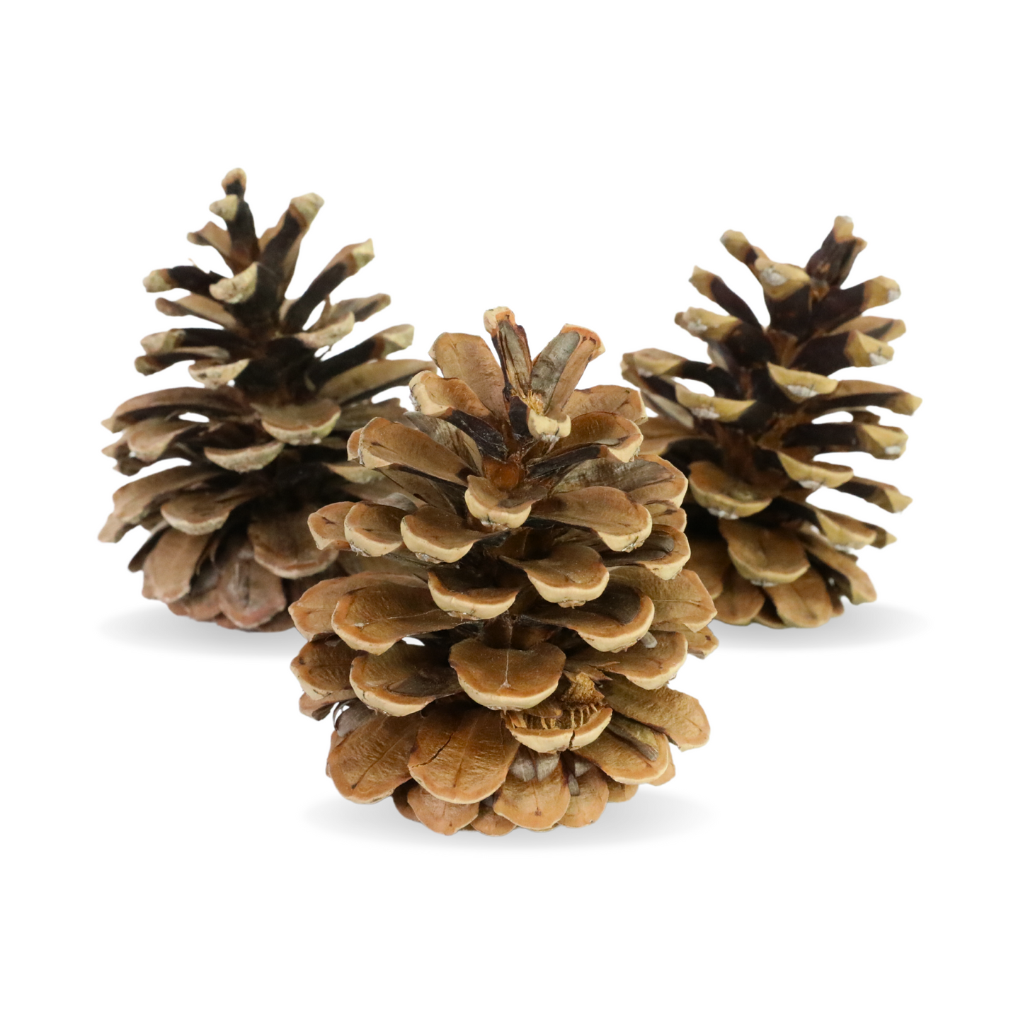 Pinecones - Natural & Frosted Mossify