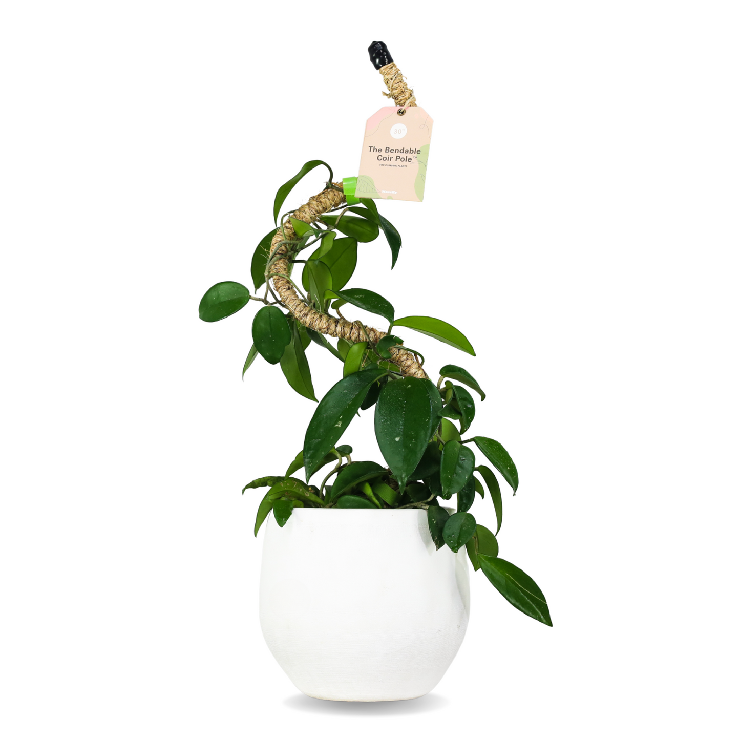 Ultimate Bendable Plant Support Pack Mossify