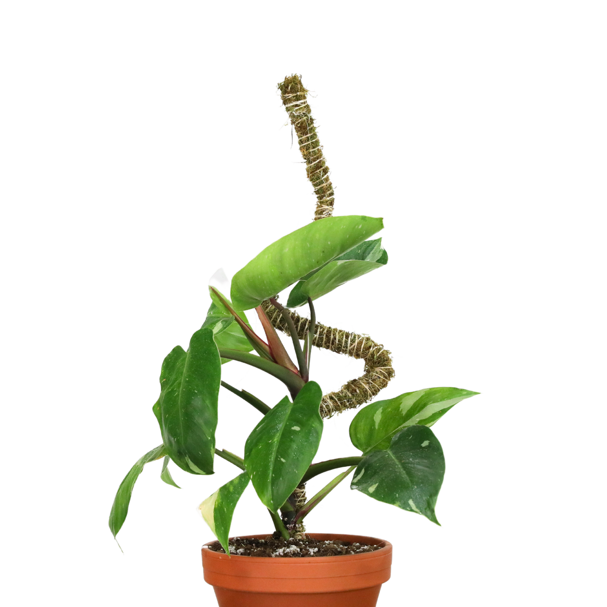 Ultimate Bendable Plant Support Pack Mossify