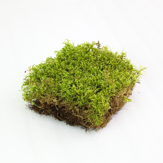 Natural Canadian Forest Moss - Revita-Moss (Pleurozium schreberi) Mossify