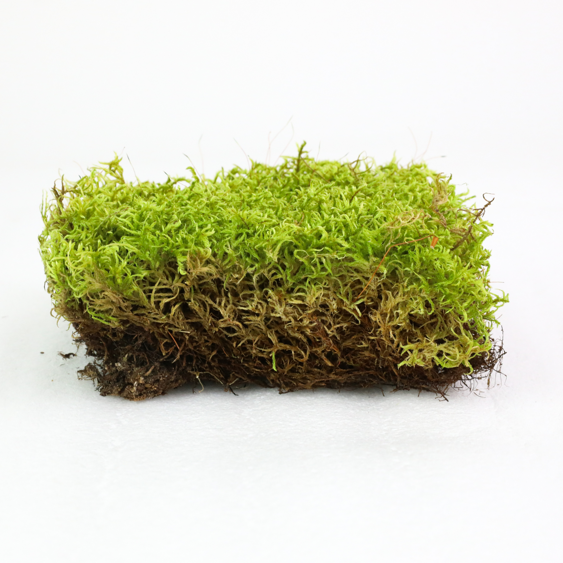 Natural Canadian Forest Moss - Revita-Moss (Pleurozium schreberi) Mossify
