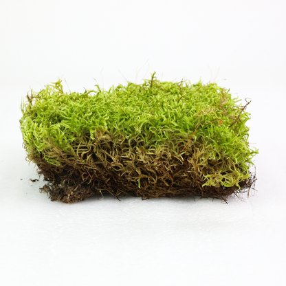 Natural Canadian Forest Moss - Revita-Moss (Pleurozium schreberi) Mossify
