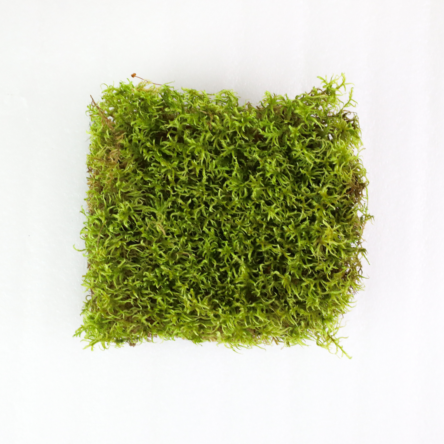 Natural Canadian Forest Moss - Revita-Moss (Pleurozium schreberi) Mossify