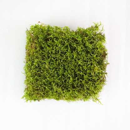 Natural Canadian Forest Moss - Revita-Moss (Pleurozium schreberi) Mossify