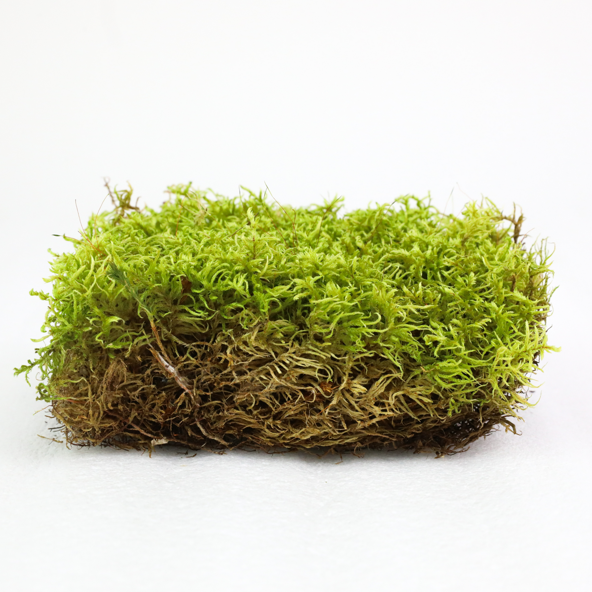 Natural Canadian Forest Moss - Revita-Moss (Pleurozium schreberi) Mossify