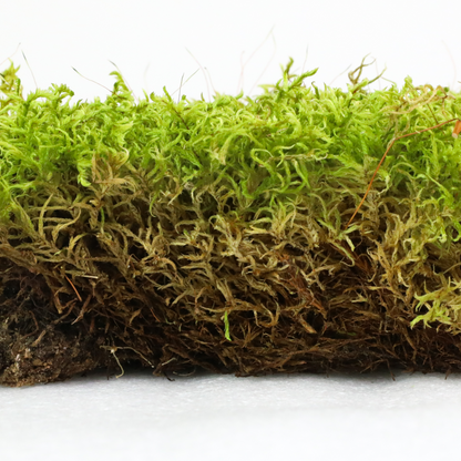 Natural Canadian Forest Moss - Revita-Moss (Pleurozium schreberi) Mossify