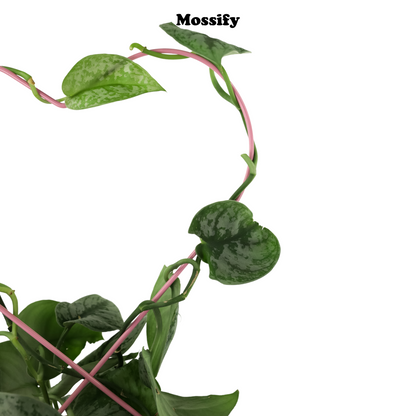 Heart "Give Love" Metal Trellis Mossify