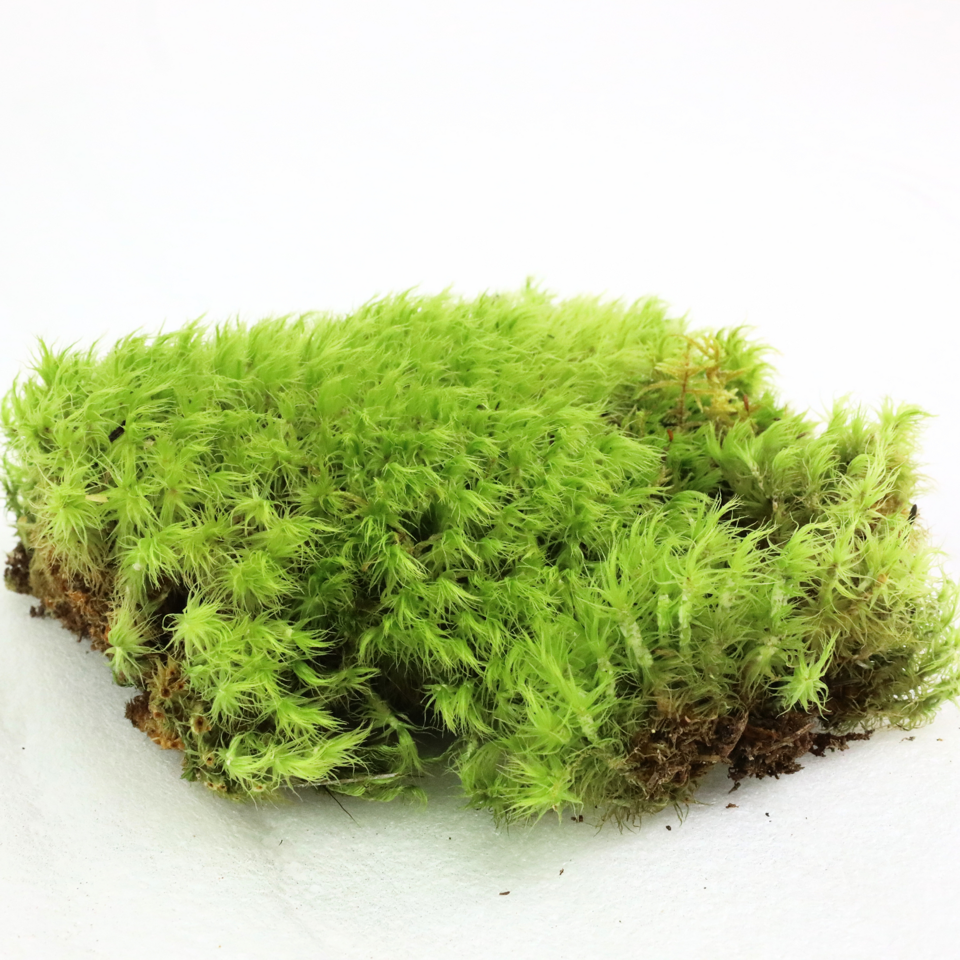 Mood Moss - Revita-Moss (Dicranum) Mossify