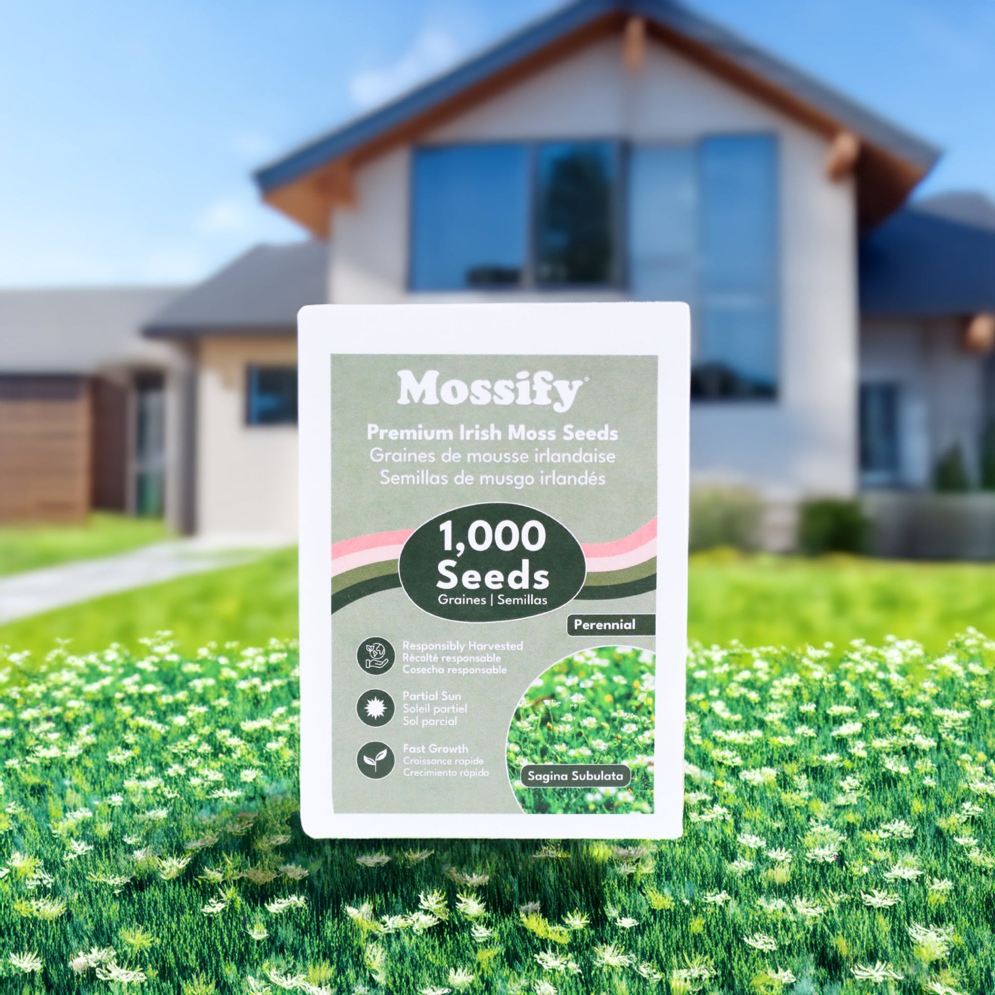 Premium Irish Moss Seeds - Sagina Subulata Seeds Mossify