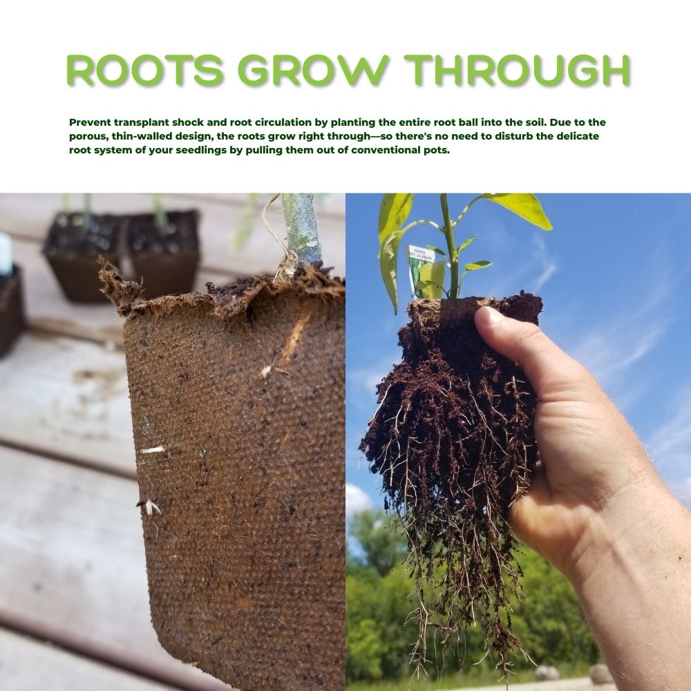 4" Naked Pots | Plantable Seed Starter Pots - Organic & Biodegradable Daniel's Plants