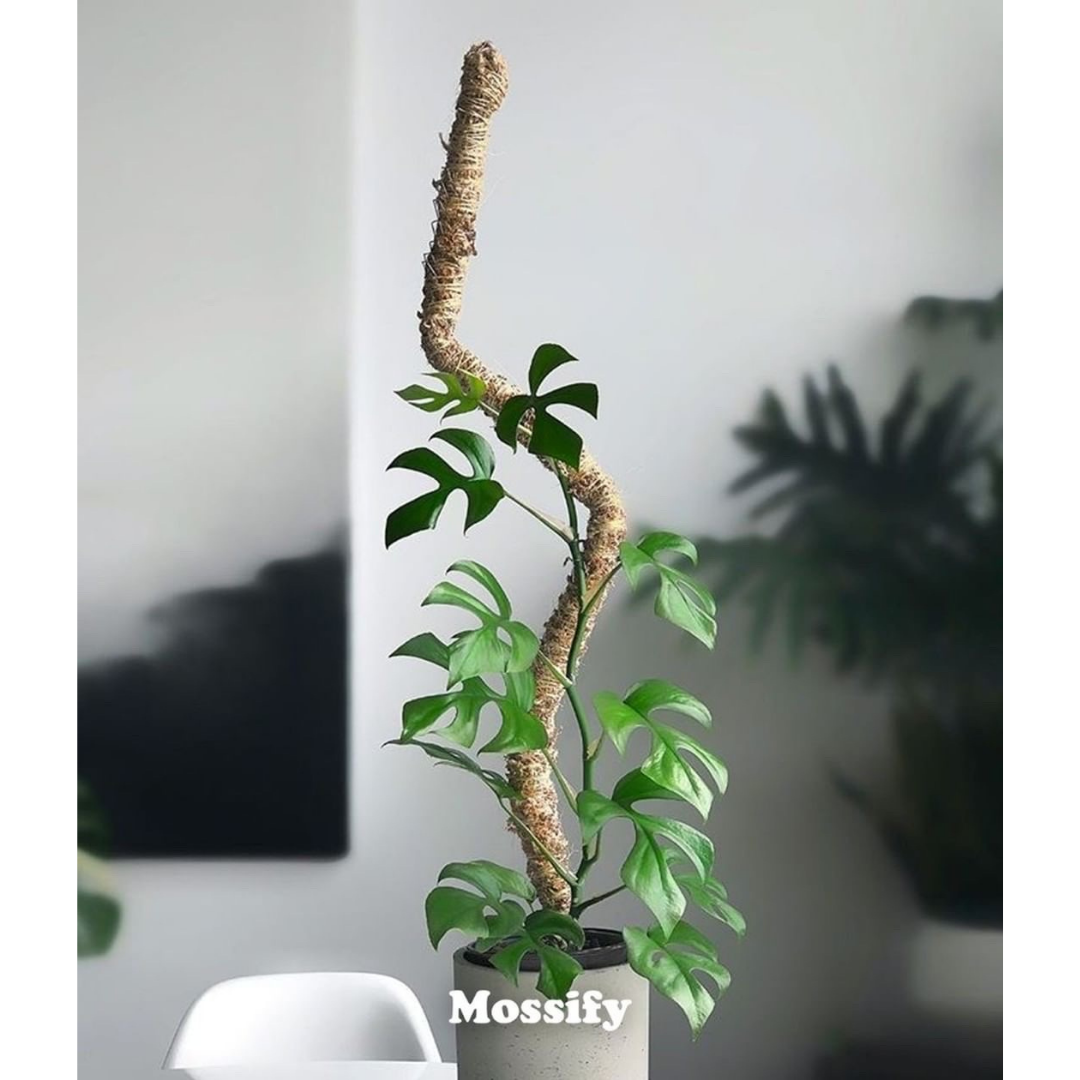 The Original Bendable Moss Pole™ - Best Seller (Pins Included) Mossify