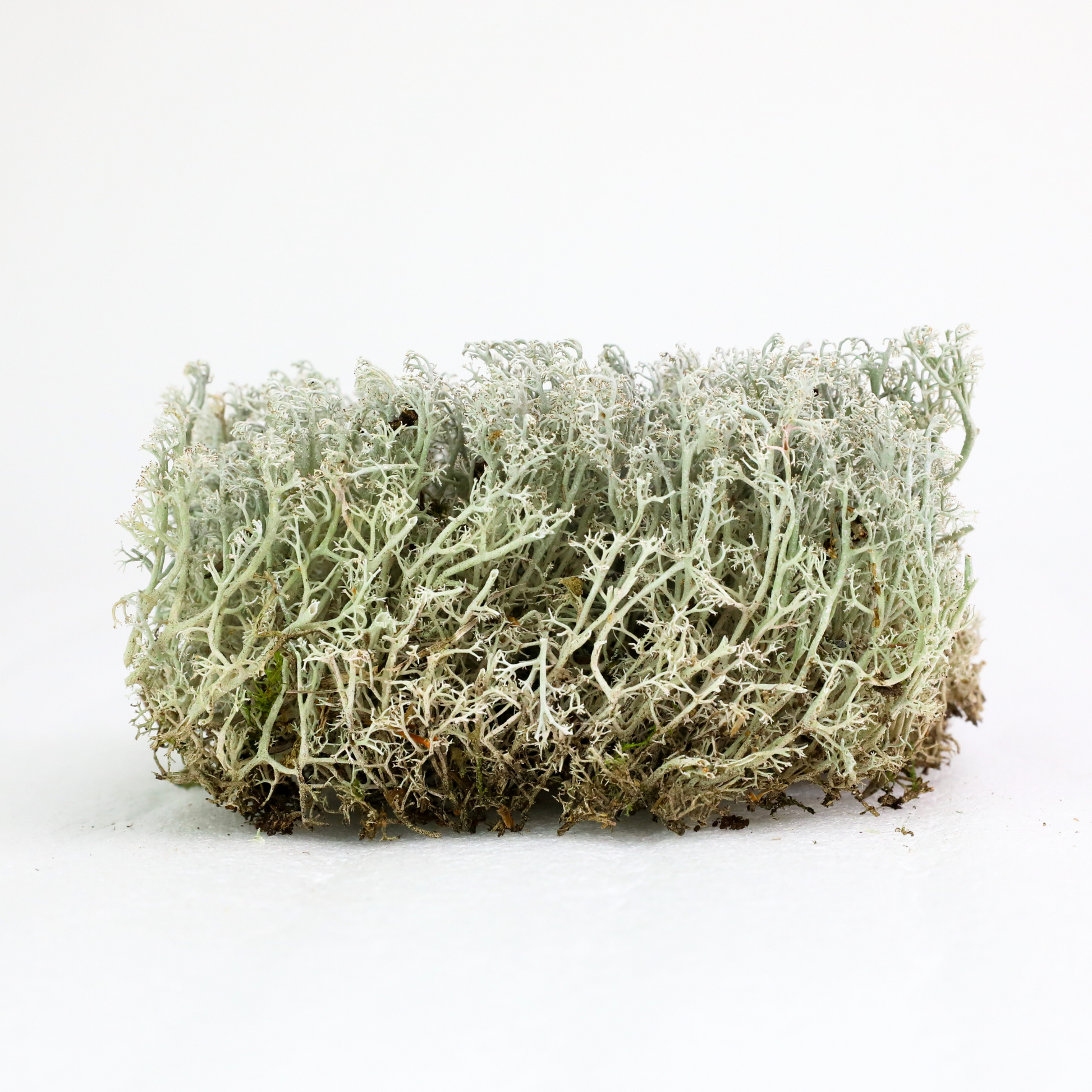 Lichen - Revita-Moss (Cladonia arbuscula) Mossify