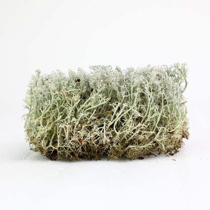 Lichen - Revita-Moss (Cladonia arbuscula) Mossify