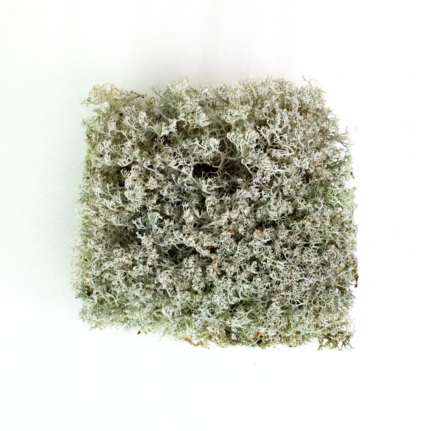 Lichen - Revita-Moss (Cladonia arbuscula) Mossify