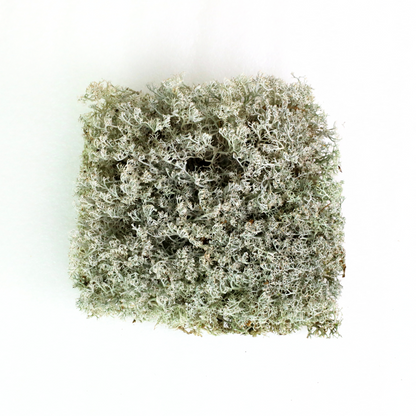 Lichen - Revita-Moss (Cladonia arbuscula) Mossify