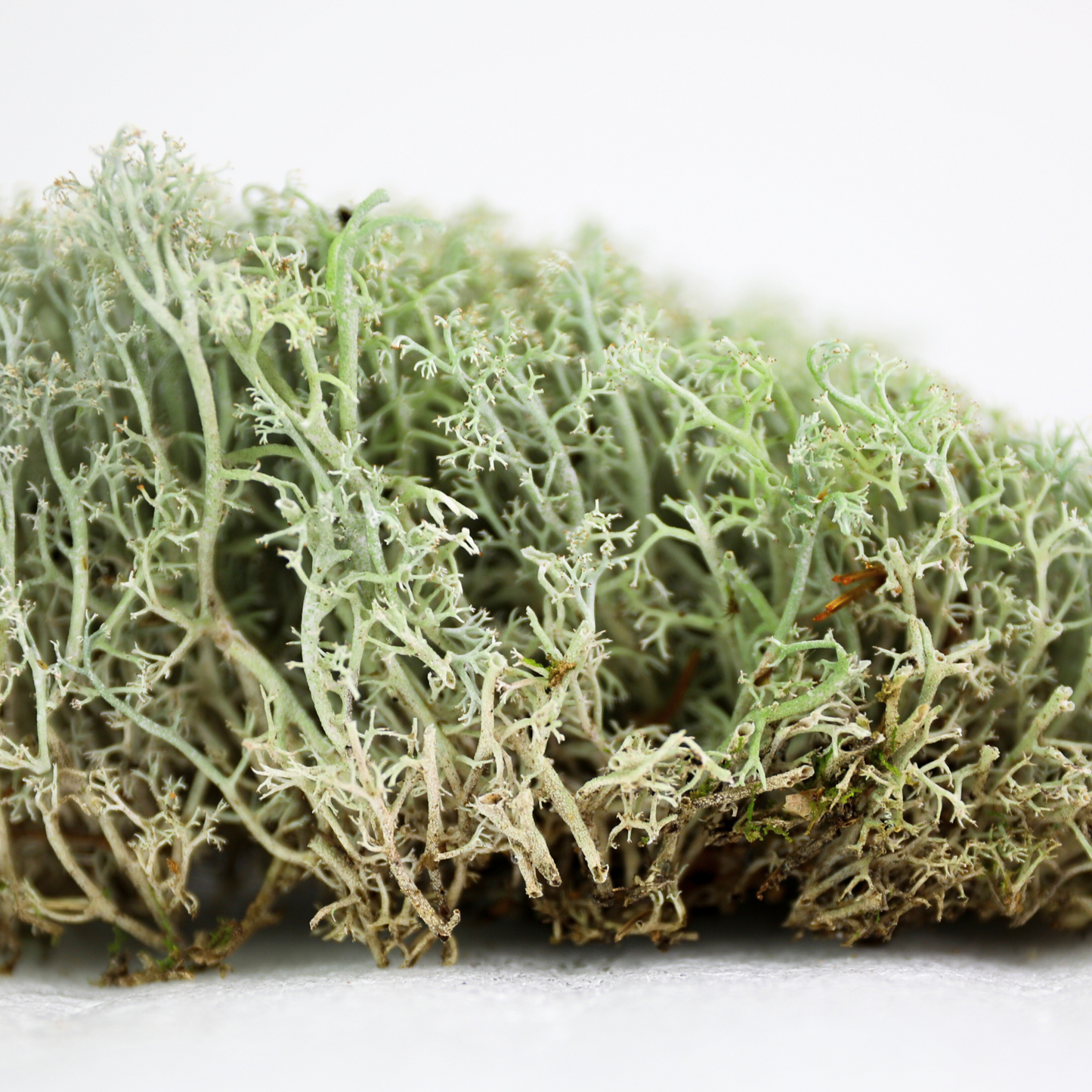 Lichen - Revita-Moss (Cladonia arbuscula) Mossify
