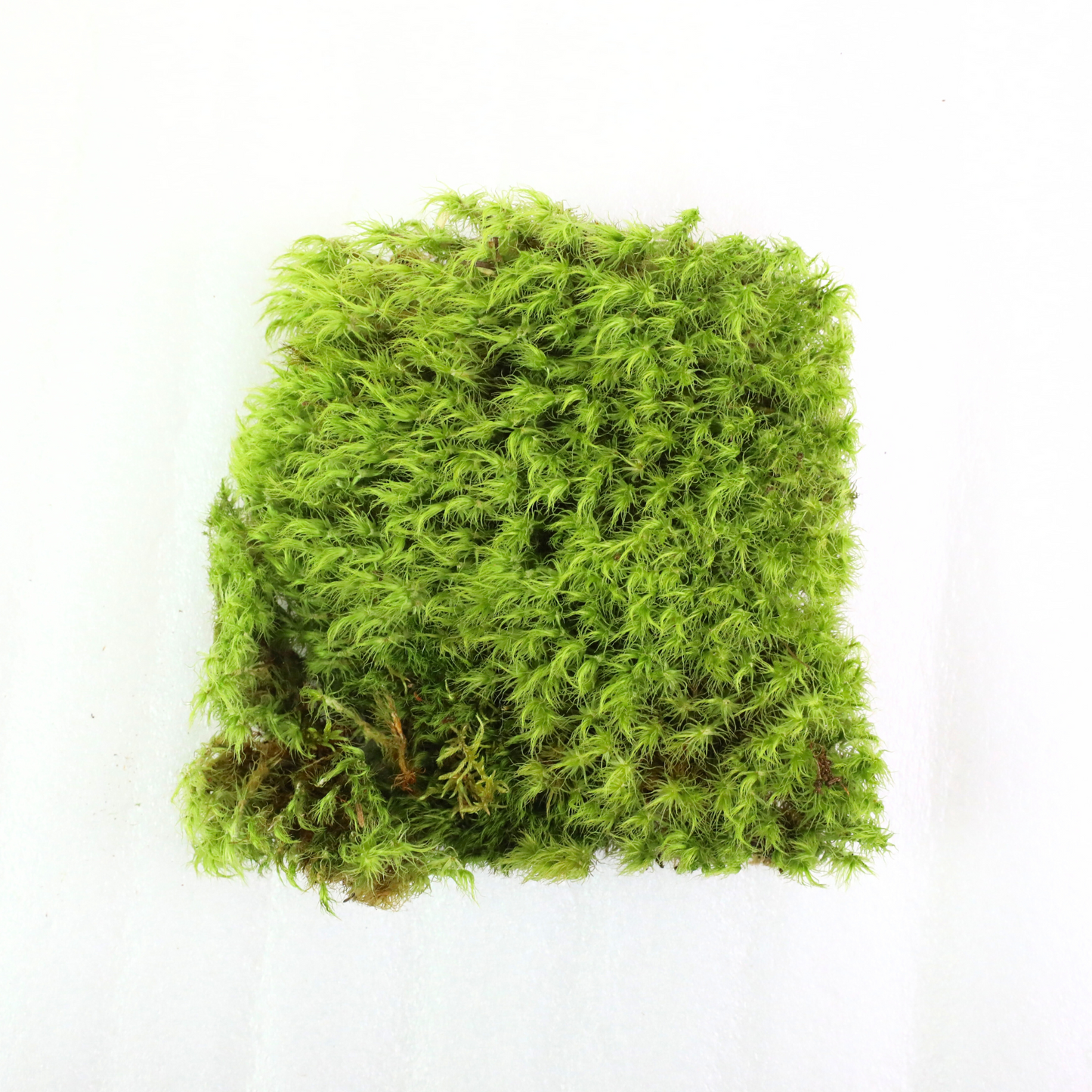 Mood Moss - Revita-Moss (Dicranum) Mossify