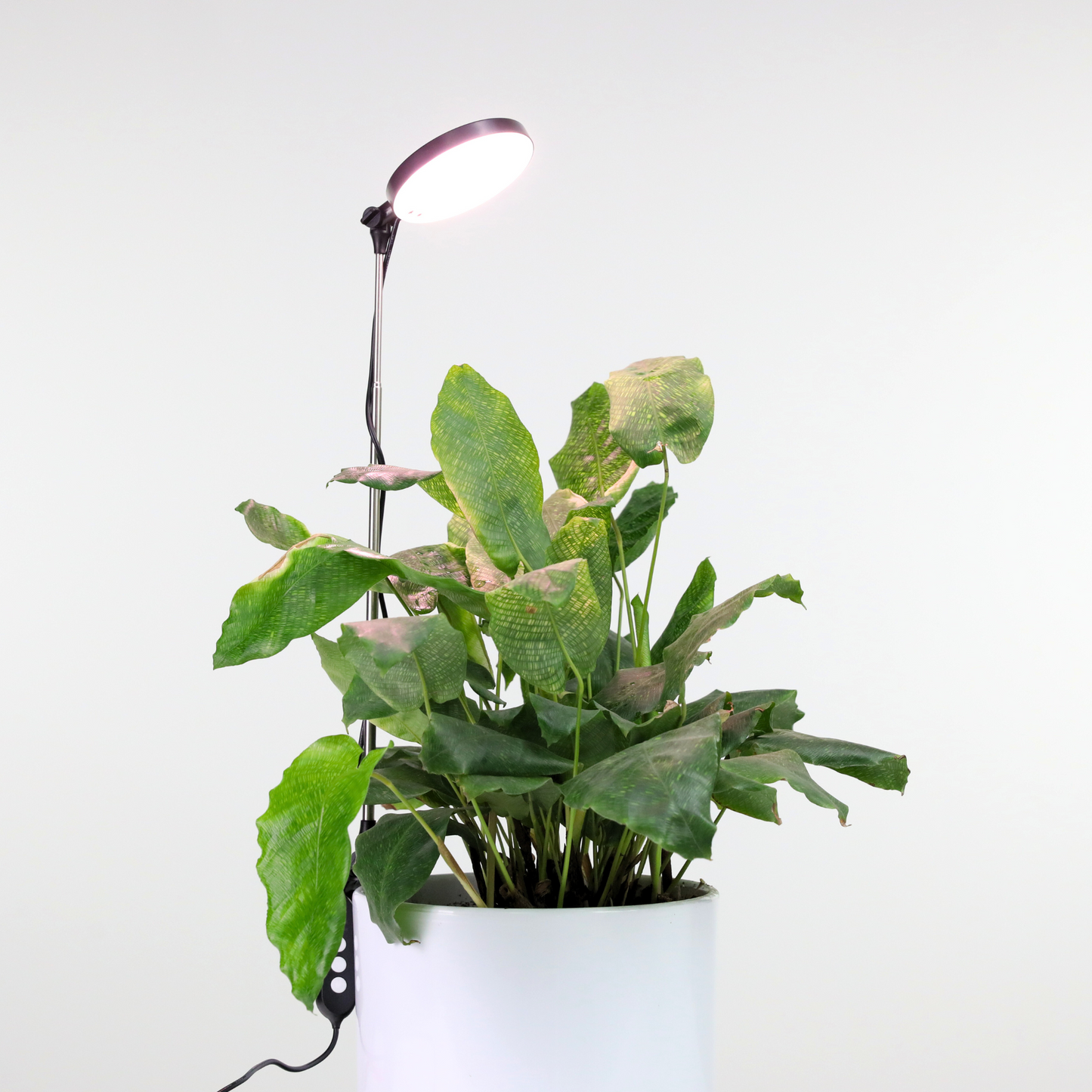 Lampe LED Ajustable pour Plantes – Mossify Mossify