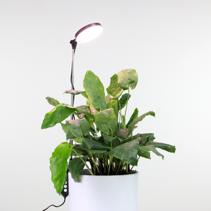 Lampe LED Ajustable pour Plantes – Mossify Mossify