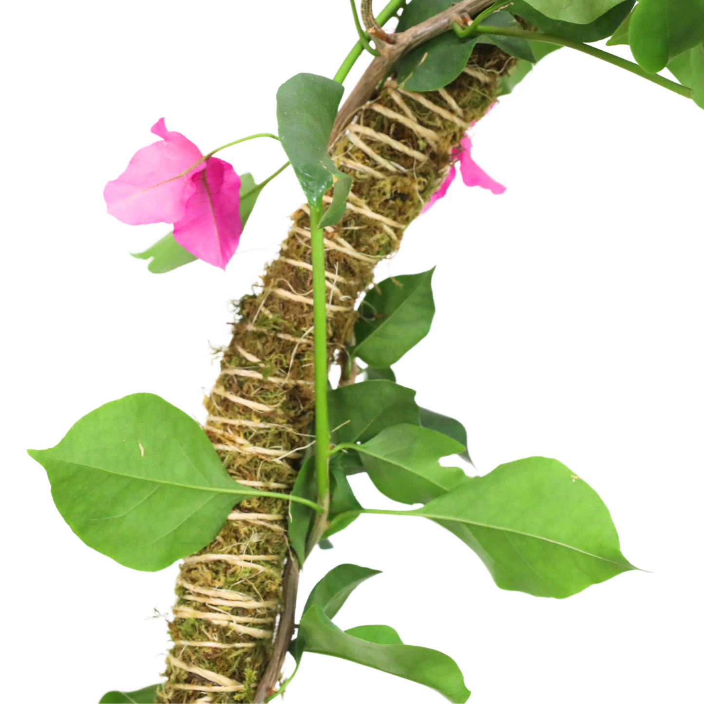 The Bendable Moss Pole™ 𝘛𝘏𝘐𝘕 Mossify
