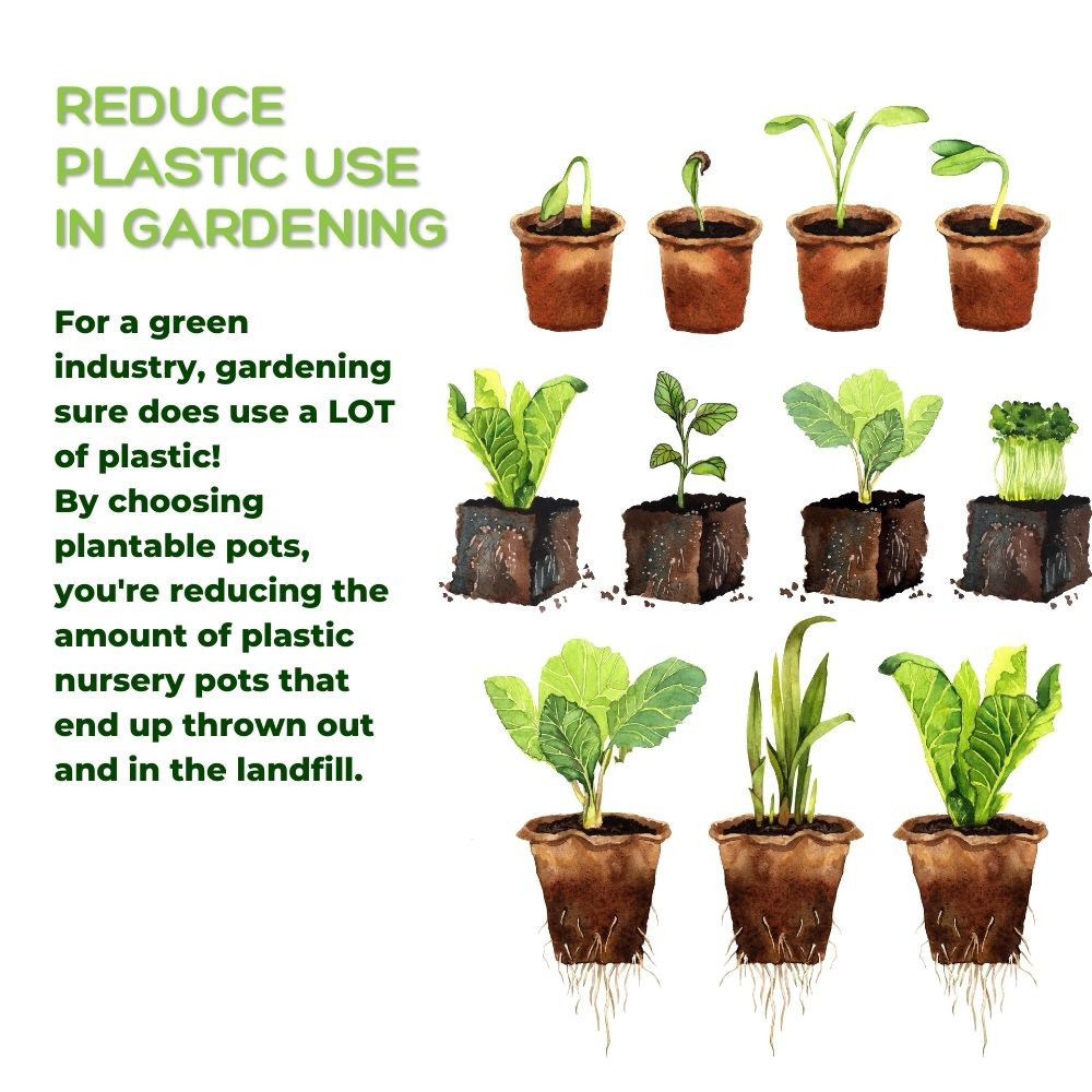 4" Naked Pots | Plantable Seed Starter Pots - Organic & Biodegradable Daniel's Plants