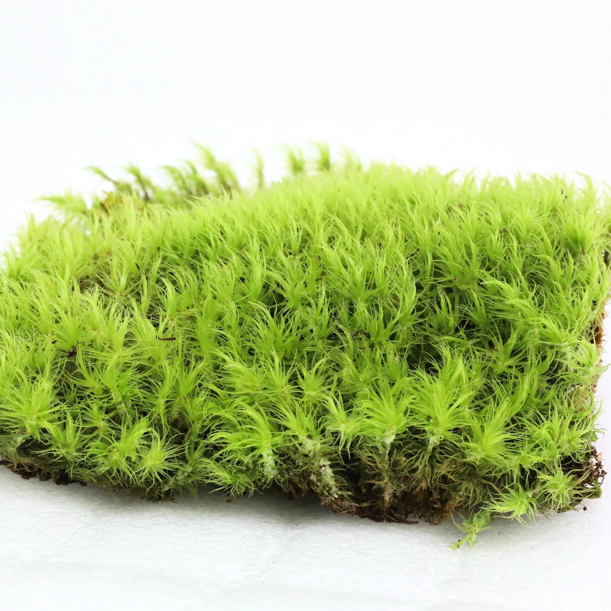 Mood Moss - Revita-Moss (Dicranum) Mossify