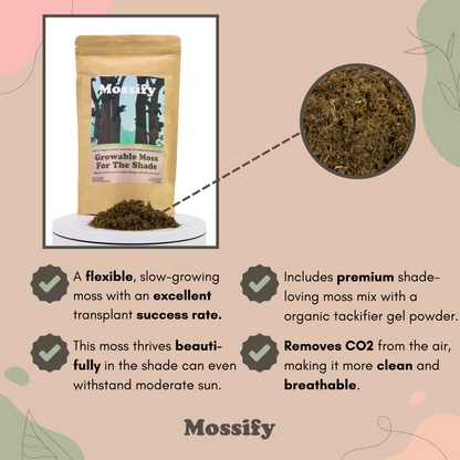 Growable Moss for the Shade Mossify