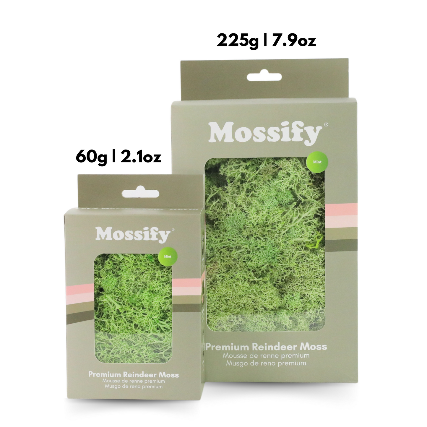 Premium Preserved Reindeer Moss Mossify
