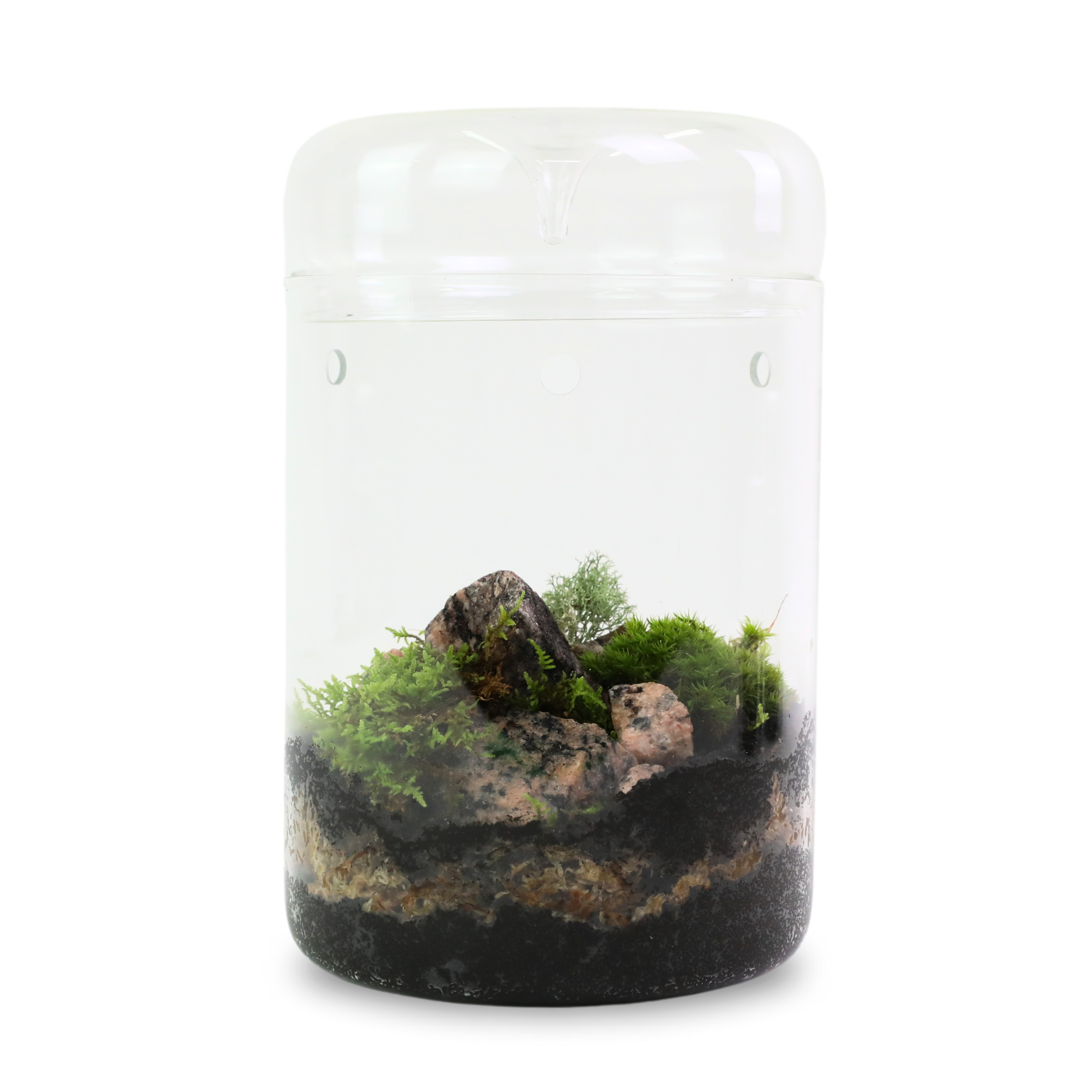 Revita-Moss Mixed Pack Mossify
