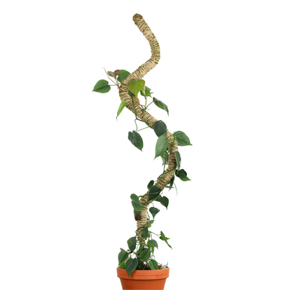 The Original Bendable Moss Pole™ - Best Seller (Pins Included) Mossify